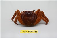 藏品(白紋方蟹)的圖片